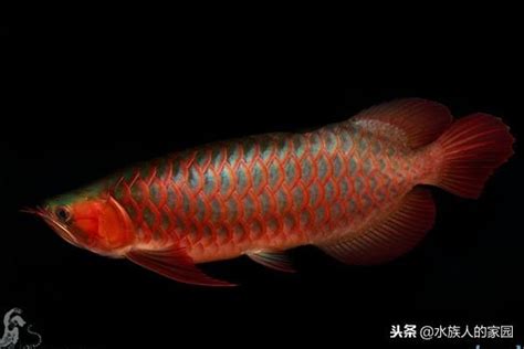 辣椒紅龍幼魚|聊聊如何選購紅龍魚及分清血紅龍和辣椒紅